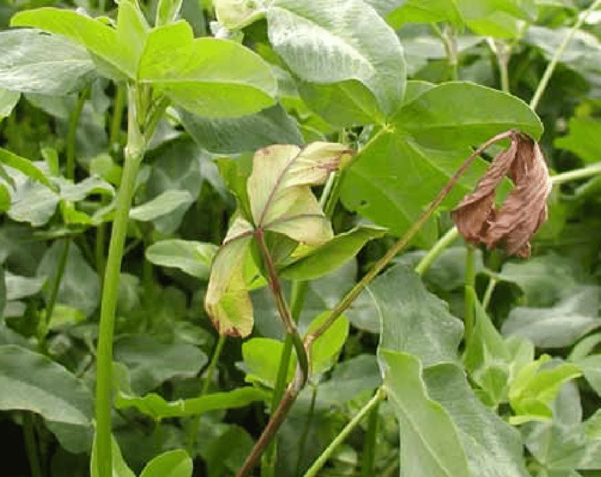 Clover anthracnose