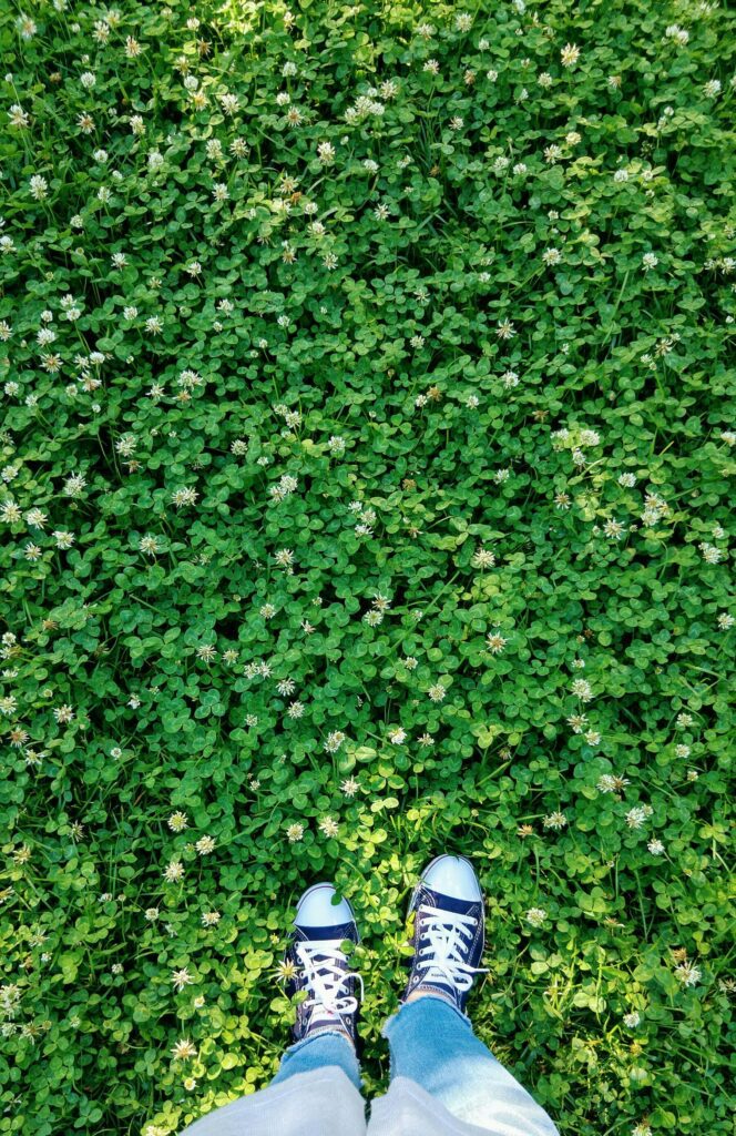 clover lawn