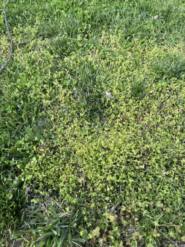 Spot Treat Lawn Weeds