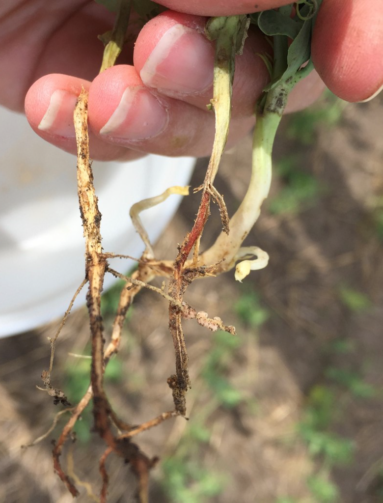 clover fusarium root rot