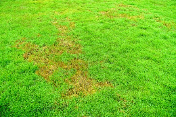 brown patch in lawn by Rhizoctonia solani