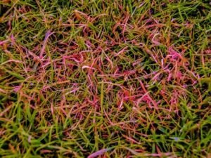 How to Use Lawn Fungicides to Keep Your Grass Healthy and Beautiful ...