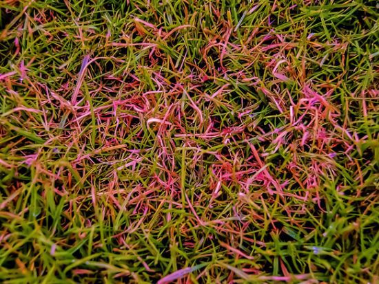 red thread disease in lawn caused by fungus Laetisaria fuciformis