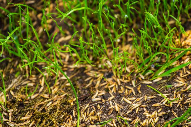 Overseeding Lawns in Spring