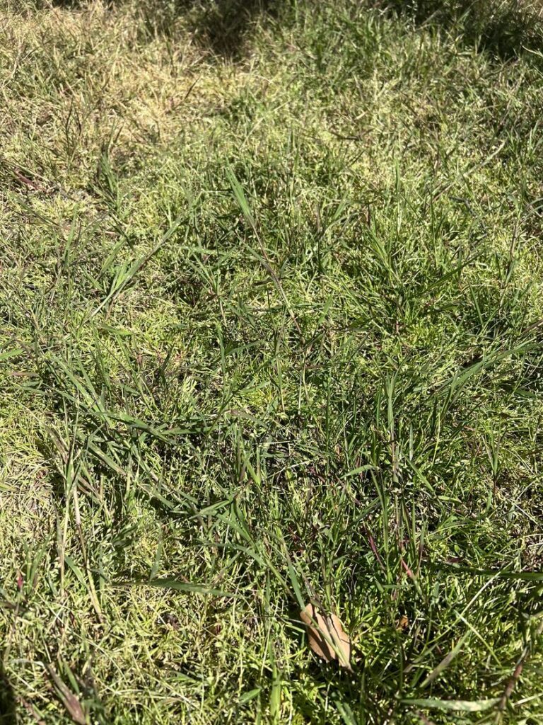 Spot Treat Lawn Weeds