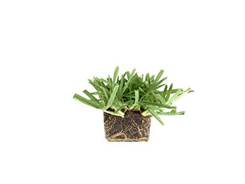St. Augustine 'Floratam' 3 Inch Sod Plugs - 18 Extra Large Live Plugs - Drought, Salt and Shade Tolerant Turf Grass