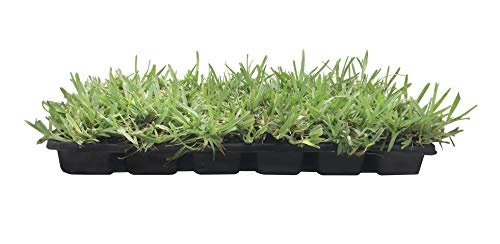 St. Augustine 'Floratam' 3 Inch Sod Plugs - 18 Extra Large Live Plugs - Drought, Salt and Shade Tolerant Turf Grass