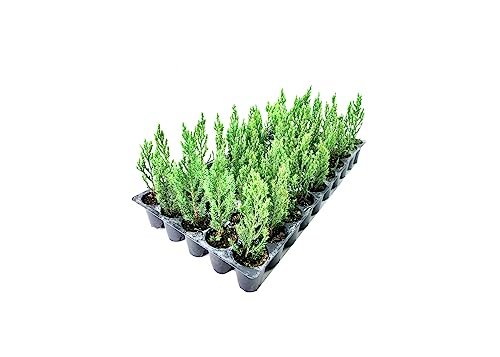 Blue Point Juniper - 10 Live Trees - Juniperus Chinensis - Evergreen Screening Plant