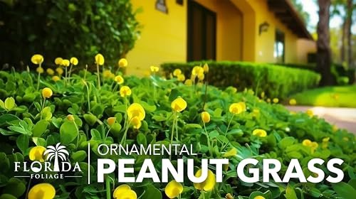 Ornamental Peanut Grass | 40 Live Plants | Arachis glabrata | Drought-Tolerant Ground Cover | Low-Maintenance Lawn Alternative