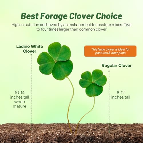 Outsidepride Perennial White Ladino Clover Seed - 5 lbs. Nitrocoated, Inoculated Bulk Clover Seeds, Ideal for Pasture, Forage, Food Plots & Wildlife Ground Cover for Continuous & Rotational Grazing