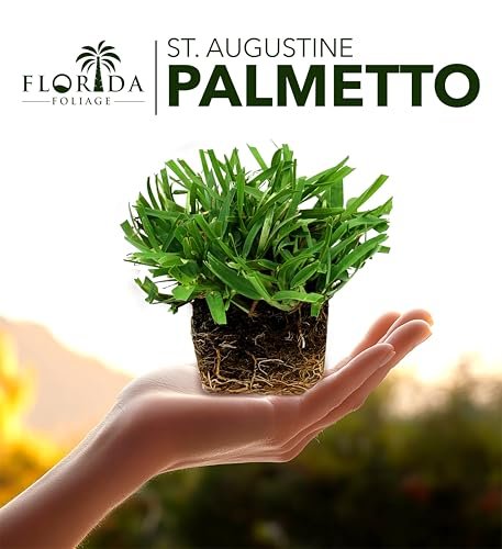 St. Augustine Palmetto | 36 Live Extra Large Grass Plugs | Drought, Salt & Shade Tolerant Turf Sod