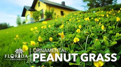 Ornamental Peanut Grass | 40 Live Plants | Arachis glabrata | Drought-Tolerant Ground Cover | Low-Maintenance Lawn Alternative