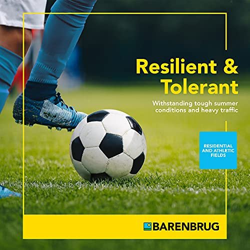 Barenbrug Turf Star Regenerating Perennial Ryegrass Lawn Seed with Yellow Jacket Seed Coating, Fast-Acting Durable Grass Seed Mix for Lawns, 10-lb. Bag