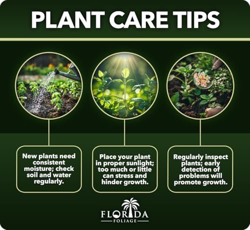 St. Augustine Palmetto | 36 Live Extra Large Grass Plugs | Drought, Salt & Shade Tolerant Turf Sod