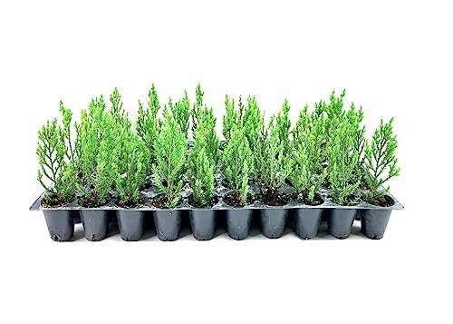 Blue Point Juniper - 10 Live Trees - Juniperus Chinensis - Evergreen Screening Plant