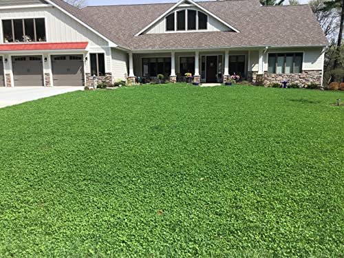 Flawn Seed Kits Micro Clover Seed, Organic Coated, Eco-Friendly, Low Growing, Low Maintenance, Lawn Alternative, Kraft Pouch, Covers up to 1000 sqft