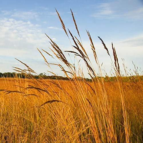 Outsidepride Perennial Tall Native Grass Seed Mix - 1 lbs. Blend of Drought-Tolerant, Low-Maintenance Bluestem, Switchgrass & Indian Grass Seeds for Wildlife Habitat, Erosion Control & Landscaping