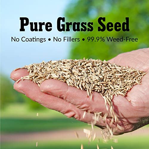 GreenView Pure Grass Seed Perennial Ryegrass Blend, 20 lb. Bag – Covers up to 10,000 sq. ft.