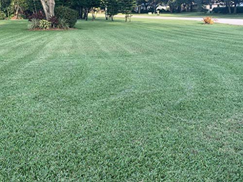 St. Augustine 'Floratam' 3 Inch Sod Plugs - 18 Extra Large Live Plugs - Drought, Salt and Shade Tolerant Turf Grass