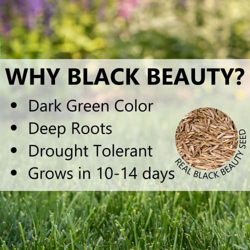 Jonathan Green (10362) Black Beauty Keystone PA Grass Seed (Made for Pennsylvania) - Cool Season Lawn Seed (25 lb)
