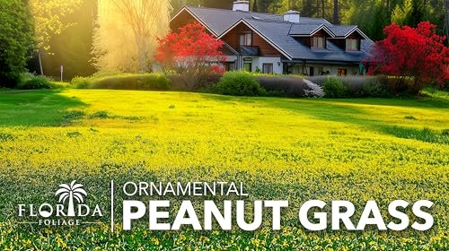 Ornamental Peanut Grass | 40 Live Plants | Arachis glabrata | Drought-Tolerant Ground Cover | Low-Maintenance Lawn Alternative