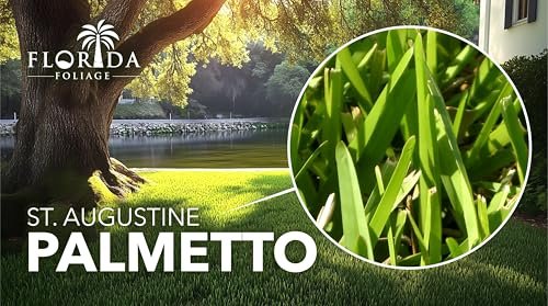 St. Augustine Palmetto | 36 Live Extra Large Grass Plugs | Drought, Salt & Shade Tolerant Turf Sod