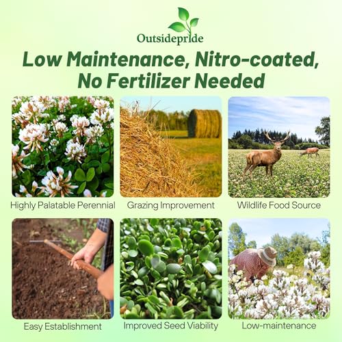 Outsidepride Perennial White Ladino Clover Seed - 5 lbs. Nitrocoated, Inoculated Bulk Clover Seeds, Ideal for Pasture, Forage, Food Plots & Wildlife Ground Cover for Continuous & Rotational Grazing