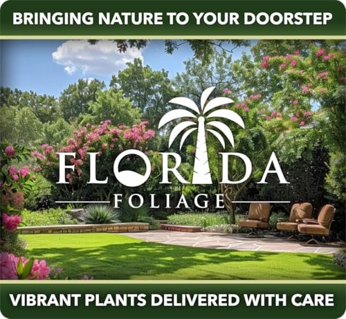 Ornamental Peanut Grass | 40 Live Plants | Arachis glabrata | Drought-Tolerant Ground Cover | Low-Maintenance Lawn Alternative