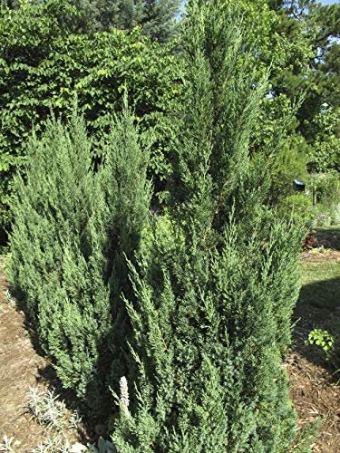 Blue Point Juniper - 10 Live Trees - Juniperus Chinensis - Evergreen Screening Plant