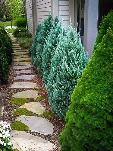Blue Point Juniper - 10 Live Trees - Juniperus Chinensis - Evergreen Screening Plant