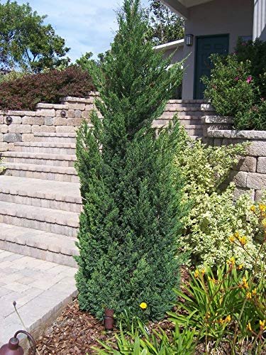 Blue Point Juniper - 10 Live Trees - Juniperus Chinensis - Evergreen Screening Plant
