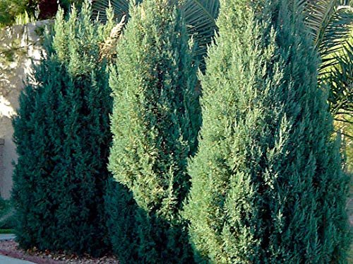 Blue Point Juniper - 10 Live Trees - Juniperus Chinensis - Evergreen Screening Plant
