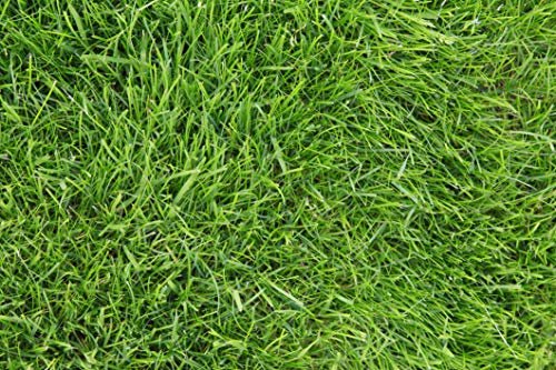 Kentucky 31 K31 Tall Fescue Grass Seed by Eretz - Choose Size! State Certified, No fillers, No Weed or Other Crop Seeds (1lb)