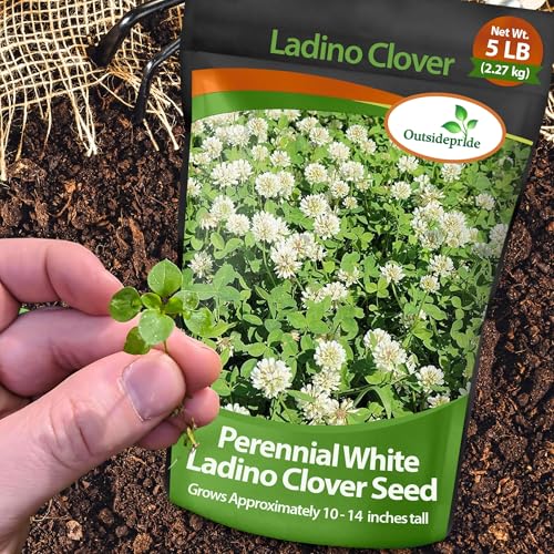 Outsidepride Perennial White Ladino Clover Seed - 5 lbs. Nitrocoated, Inoculated Bulk Clover Seeds, Ideal for Pasture, Forage, Food Plots & Wildlife Ground Cover for Continuous & Rotational Grazing