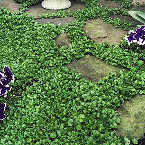 Outsidepride Dichondra Repens Review: Lawn Alternative?