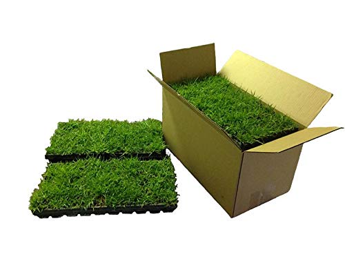 Zoysia Plugs Review: Lawn Transformation After 2 Months!