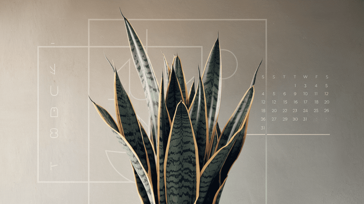 **"Modern snake plant with water droplet gradient and seasonal care calendar for optimal watering schedule"** *(120 characters, includes keyword "sna